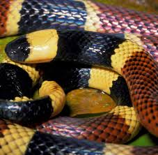 Bivirgatus, maticora bivirgatazool.t blue malayan coral snake calliophis bivirgata, syn.: Frankreich Giftige Korallenschlange Macht Parkplatz Unsicher Welt