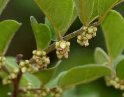 Image result for Diospyros dichrophylla