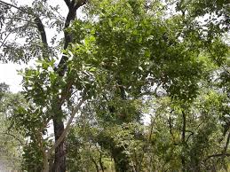 Image result for Strychnos innocua