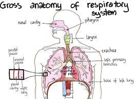 Respiratory System Respiratory System Anatomy Respiratory System Basic Anatomy And Physiology