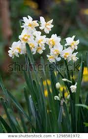 Narcissus Flower Daffodil Flowers And Green Leaves Daffodil Flower Narcissus Flower Daffodils