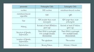 Prokaryotic And Eukaryotic Cells Scientist Cindy