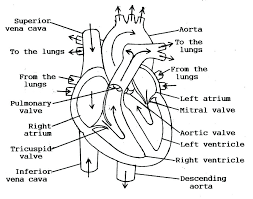 Rules from whole brain teachi. Human Anatomy Coloring Pages Anatomy Drawing Diagram