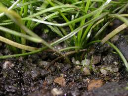 Image result for Isoetaceae