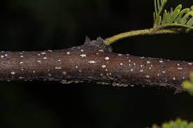 Image result for Acacia hebeclada