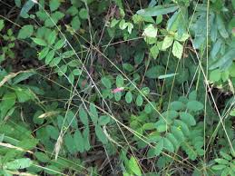 Image result for Tephrosia polystachya