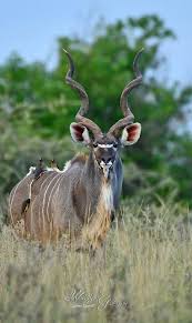 The Greater Kudu Focusing On Wildlife Wild Animal Wallpaper Kudu Animals Wild