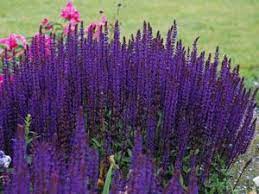 Purple spike flowers appear in early summer. Pin By Maureen Manderson On Gardening Plants Sun Perennials Deer Proof Plants