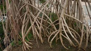 Image result for Rhizophoraceae
