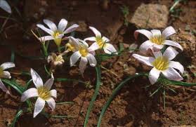 Image result for Hypoxis subspicata