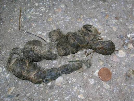 Coyote & Bobcat Scat