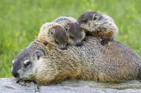 Woodchuck Family Photographic Print W Perry Conway Art Com In 2021 Groundhog Pictures Animals Mammals