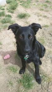 Father is a black lab, and mother is a chocolate. April Black Lab German Shepard Mix 6 Months Old Dogs And Puppies Dogs And Puppies Breeds Labs Dog Breeds