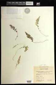 Image result for Cystopteris diaphana