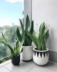 Mother In Law S Tongue This Low Maintenance Plant Originated From The Desert And Is Finding It S Place I Plants Low Maintenance Plants Mother S Tongue Plant