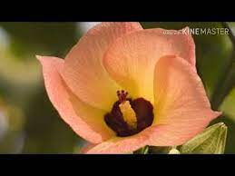 อร ณสว สด ว นพฤห สบด ร กในซ เมเจอร youtube