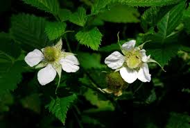 Image result for Rubus kirungensis