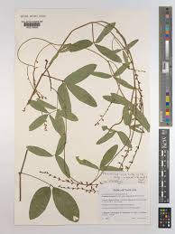 Image result for Teramnus