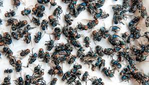 Maybe you would like to learn more about one of these? How To Get Rid Of Cluster Flies Effective Methods Diy Pest Control