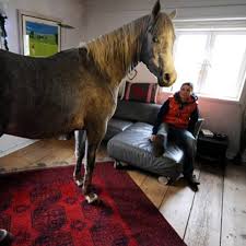 Ärztin wohnt seit über einem Jahr mit Pferd Nasar im Haus