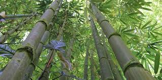 If your bamboo is in a windy, exposed site, install a windbreak to provide some protection. How Fast Does Bamboo Grow Household Wonders