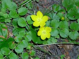 Image result for Lysimachia djalonis