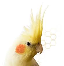 Check spelling or type a new query. Home Bird And Exotic Animal Clinic