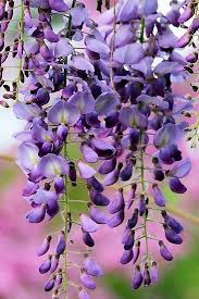 Pin By Jib Chonticha On Art For Journal 1 Ideas To Adapt Purple Flower Names Purple Flowers Beautiful Flowers
