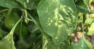 Image result for Alfalfa mosaic virus