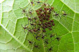 You can rid your garden of them, without resorting to poison sprays or dusts. Squash Bug Prevention Organic Control Joe Gardener