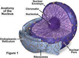 Published byclaire watts modified over 5 years ago. Https Www Lyndhurstschools Net Userfiles 84 Classes 851 6 3 20cell 20structure 20function 20 20organelles 20ppt Pdf Id 562358