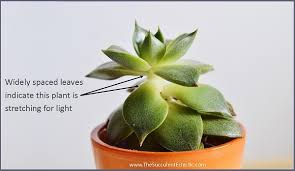 We did not find results for: Etiolated Succulent Growing Tall Stretched The Succulent Eclectic