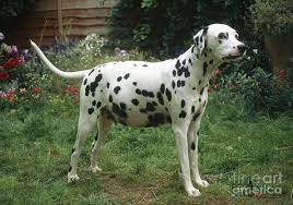 Pregnant Dalmatian Online Shopping