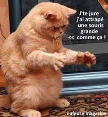 Découvrez les meilleures images et photos droles du web ! Photos Animaux Droles Avec Legendes Humoristiques