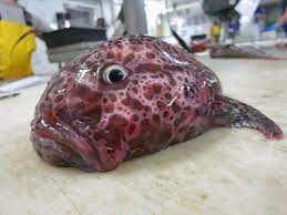 They are considered to be bizarre because their shape is… Crazy Looking Fish From The Deep Sea Cbs News