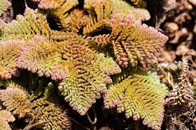 Image result for Azolla pinnata