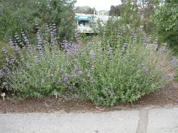 Image result for Salvia stenophylla