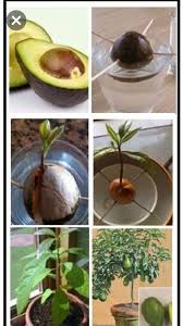 Pin By Cira On Projects Plants Edible Garden Garden Lovers