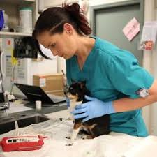 We are always accepting applications so feel free to fill out the form below. Veterinarians In Brandon Yelp