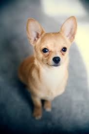 Chihuahua I Know Everyone Hates These Noisy Territorial Little Doggie Rodents But After Being Around My Sister Nicole Nove Chihuahua Funny Cute Dogs Pets