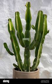 Image result for Euphorbia candelabrum