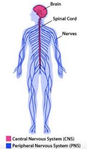 The spinal cord is the main transportation hub of the body's central nervous system, carrying signals from the brain to nerves throughout the body. Nervous System Gcse Biology Triple Aqa Revision Study Rocket