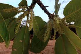 Image result for Terminalia stenostachya