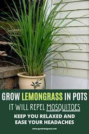 Grow Lemongrass In Pots It Can Repel Mosquitoes Keep You Relaxed And Ease Your Headaches Grow Lemongrass Lemon Grass Plants