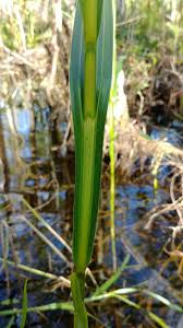 Image result for Scleria racemosa