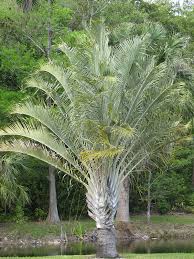 Image result for Dypsis