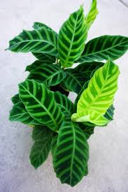 Propagating a prayer plant is easy. Pin On Plants I Want