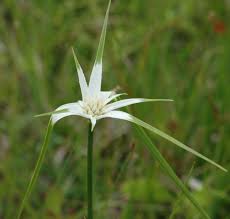 Image result for Rhynchospora eximia