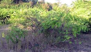 Image result for Caesalpinia decapetala