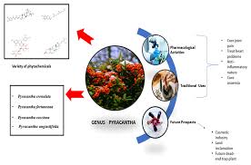 Image result for Pyracantha cf. crenulata